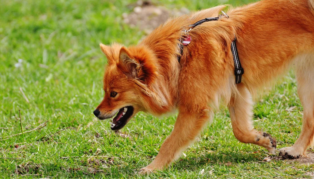 わんコラーゲン（UC-II®）とは？犬用関節サプリメントのメリットを探る