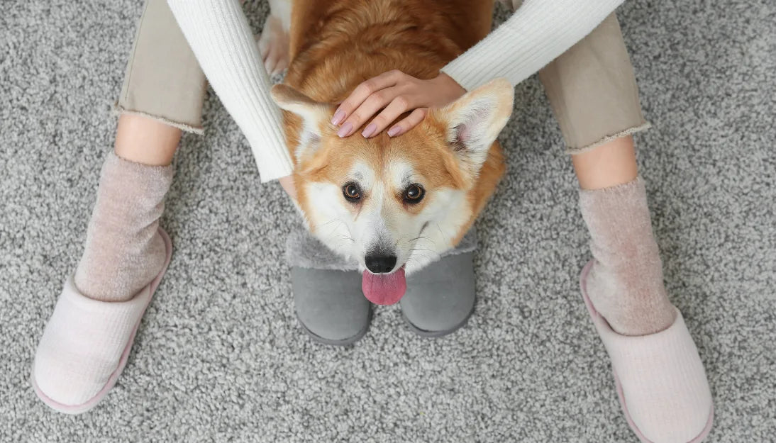 犬が震えるのはなぜ？よくある原因とその対処法