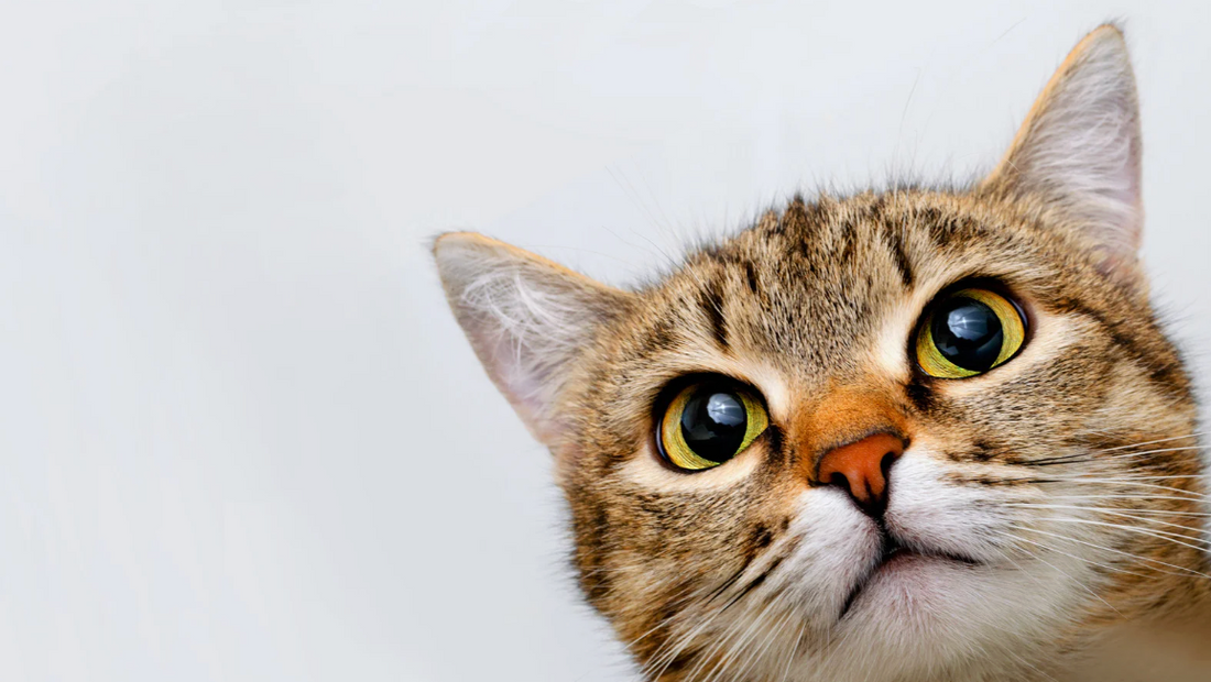 猫用のCBDオイル：
飼い主さんが知っておきたいこと