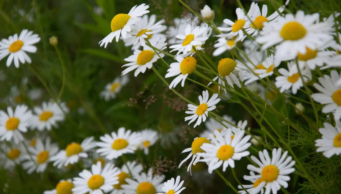 アピゲニンの知られざる効果9選