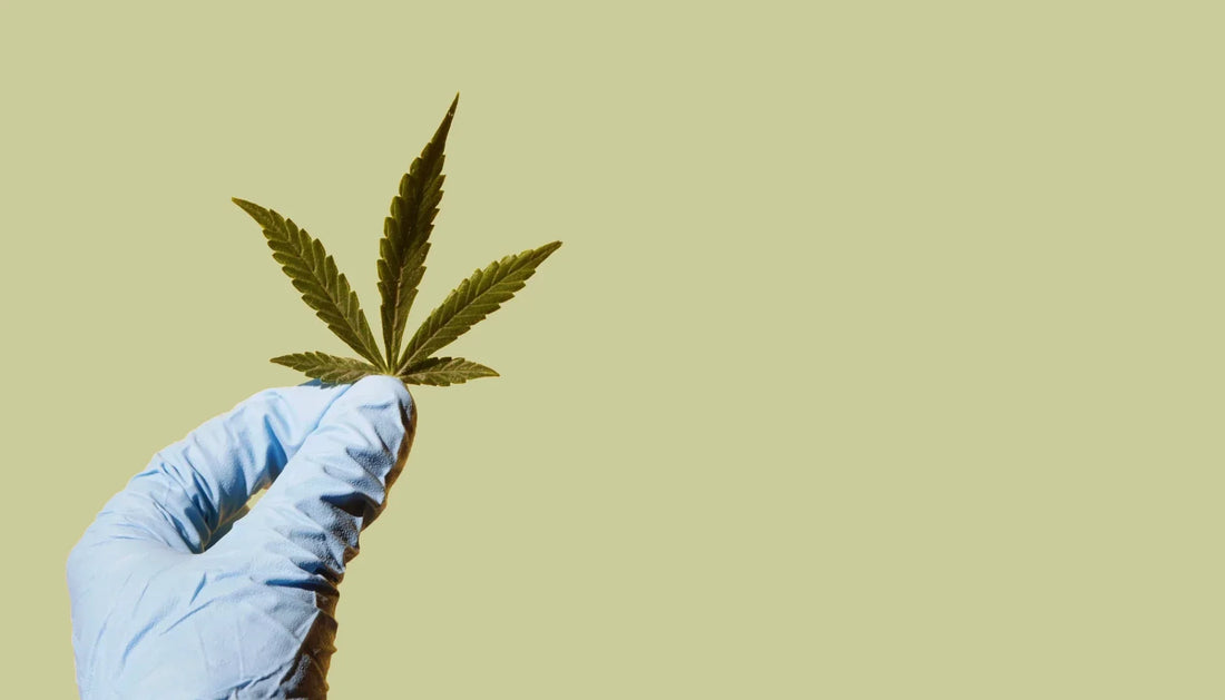 CBD完全ガイド「The World of CBD」