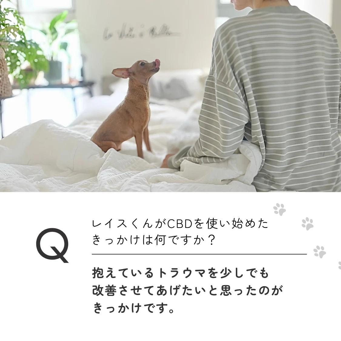 中型犬用 5%CBD オイル