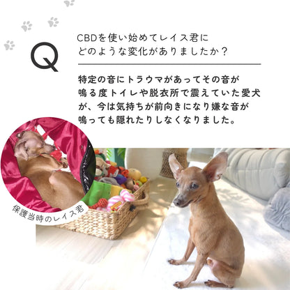 【選べる】ミニピンのレイス隊長セット