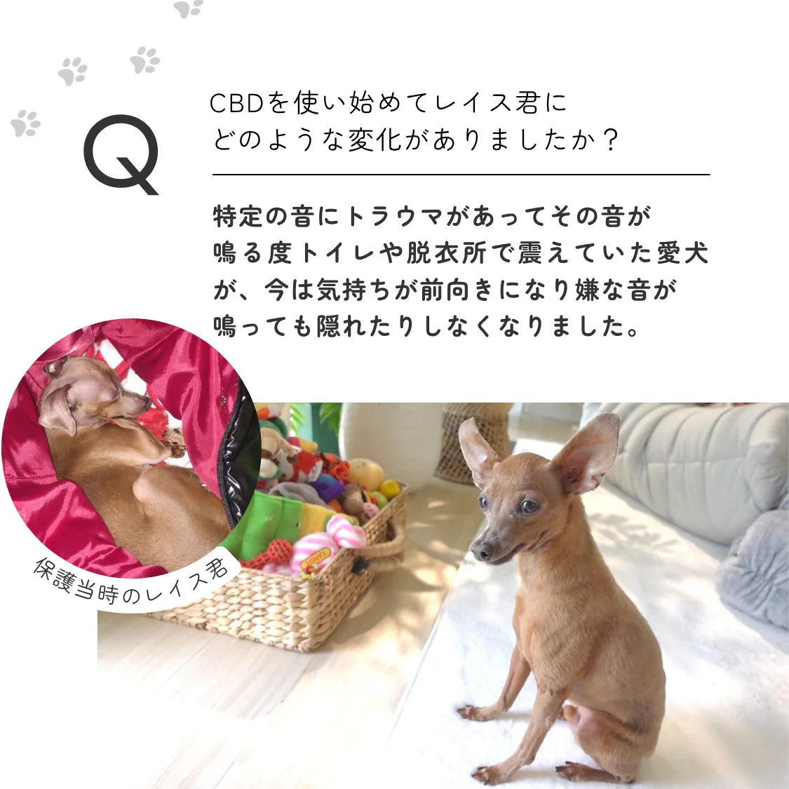低価格&高品質 中型犬用5%CBDオイル | Naturecan ネイチャーカン