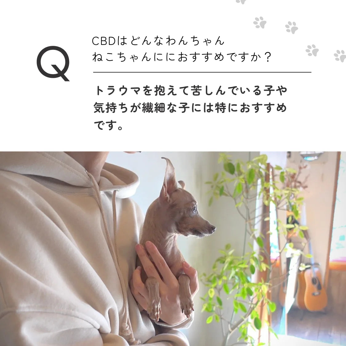 小型犬・猫用3%CBDオイル