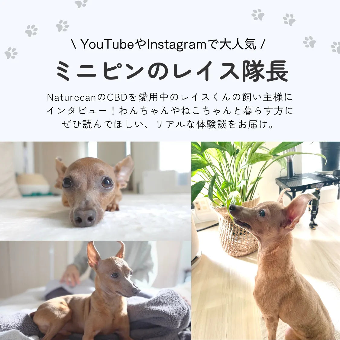低価格&高品質 中型犬用5%CBDオイル | Naturecan ネイチャーカン