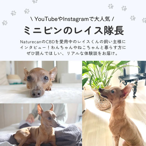 中型犬用 5%CBD オイル