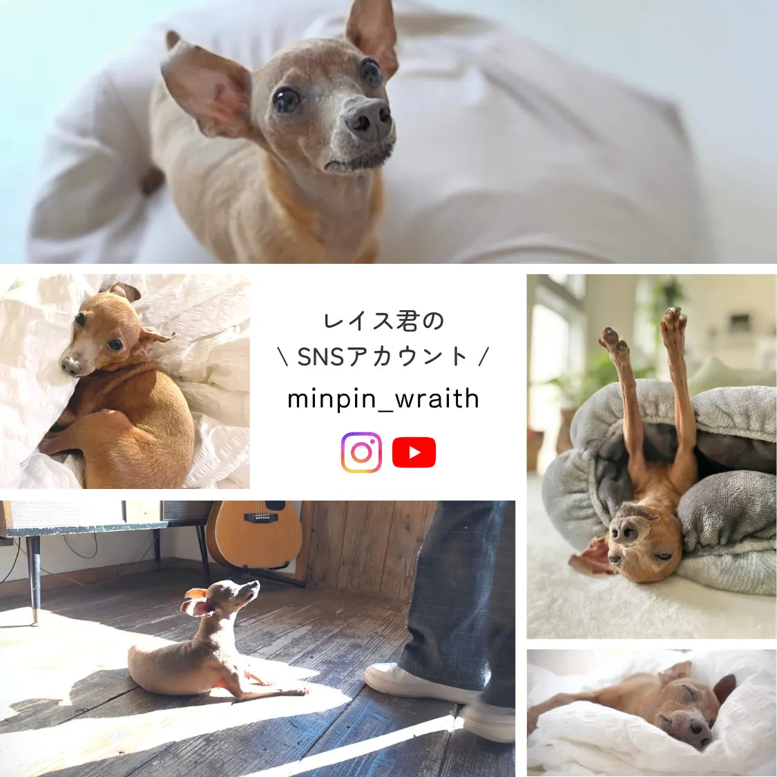 わんコラーゲン × ペット用CBDオイルセット